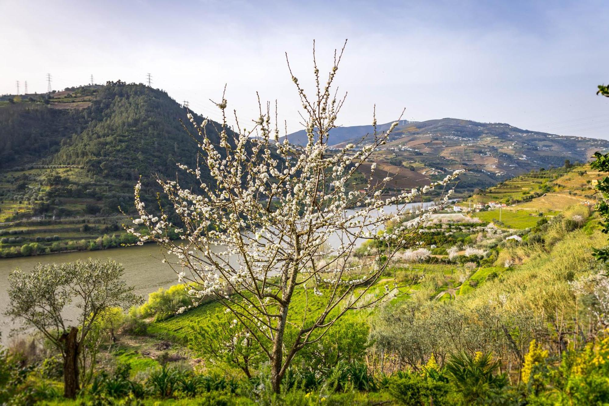 Fraga Douro House, Douro Valley ريزندي المظهر الخارجي الصورة